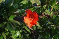 OPEN ORANGE POMEGRANATE FLOWER ON A TREE IN AN ORCHARD Royalty Free Stock Photo