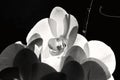 Open orchid in white and black Royalty Free Stock Photo