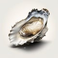 Open oyster, calcified shell, on white background