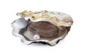 Open oyster with pearl isolated on white Royalty Free Stock Photo