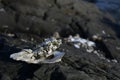 Open Oyster Shell with Barnacles Royalty Free Stock Photo