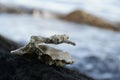 Open Oyster Shell with Barnacles Royalty Free Stock Photo