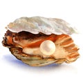 Open oyster shell with beautiful white pearl isolated, watercolor illustration Royalty Free Stock Photo