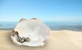 Open oyster shell with black pearls on sandy beach near sea Royalty Free Stock Photo