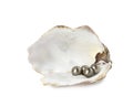 Open oyster shell with black pearls on white background Royalty Free Stock Photo