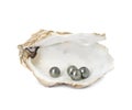 Open oyster shell with black pearls on white background Royalty Free Stock Photo