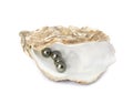 Open oyster shell with black pearls on white background Royalty Free Stock Photo