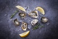 Open oyster shell with herb spices lemon rosemary served table and ice healthy sea food raw oyster dinner in the restaurant Royalty Free Stock Photo