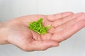 Open palm with micro greens. The concept of a thrifty attitude to nature