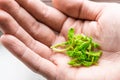 Open palm with micro greens. The concept of a thrifty attitude to nature