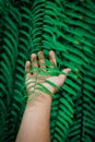 Open the palm touching green fern leaf or green leaves in the forest.Close up photo of some fern plants and leaves. Beautiful gree