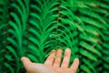 Open the palm touching green fern leaf or green leaves in the forest.Close up photo of some fern plants and leaves. Beautiful gree Royalty Free Stock Photo