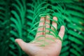 Open the palm touching green fern leaf or green leaves in the forest.Close up photo of some fern plants and leaves. Beautiful gree Royalty Free Stock Photo