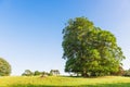 The open parkland of Dallam Park on a sunny evening Milnthorpe, Cumbria, England