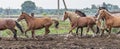 Herd of horses is galloping across an open pasture. Summer fun horses outdoors.