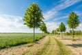 Open path on a sunny day Royalty Free Stock Photo