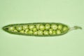 Open pea pod containing peas close-up