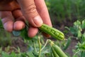 An open pea pod in a male hand. Green ripe peas on a branch in the garden. Food for vegetarians. Growing fresh green pea pods. Pea Royalty Free Stock Photo