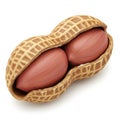 Open Peanut Shell Revealing Two Red Peanuts on White Background legume food Royalty Free Stock Photo