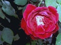 A open petals red rose with green branch and leaves in the garden shots by camera in the sunlight focus Royalty Free Stock Photo