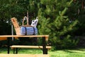 Open picnic basket with blanket on wooden table in green park