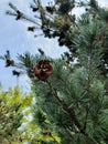 An open pine cone