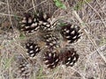 Open pine cones on the ground