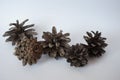 Open pine cones macro