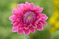Open pink flower
