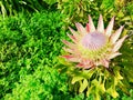 Giant Protea. Background in the green bushes. Royalty Free Stock Photo