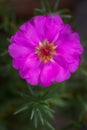 Open pink portulaca flower. Macro of stamens and pestle with pollen. full bloom carmine color. close-up, selective focus