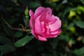 Open pink rose with blurred garden background Royalty Free Stock Photo
