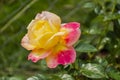 Open Pink and Yellow Hybrid Rose