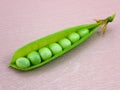 Open the pod ripe, sweet peas close-up