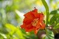 Open Pomegranate Blossom