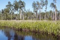 Mixons Hammock Maidencane grasses canoe kayak trail, Okefenokee National Wildlife Refuge, Georgia