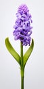 Hyper Realistic Purple Hyacinth With Stem - Uhd Image