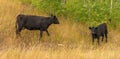 Open Range Cattle Glacier National Park