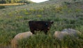 Open range cattle in the summertime