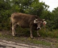 Open range cattle in the summertime