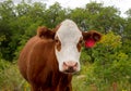 Open range cattle in the summertime