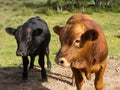 Open range cattle in utah