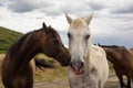 Open range horses in the summertime