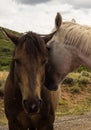 Open range horses in the summertime