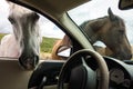 Open range horses in the summertime