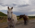 Open range horses in the summertime