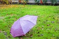 An open raspberry umbrella on the grass in the rain. Royalty Free Stock Photo