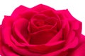 Open red rose on white Royalty Free Stock Photo