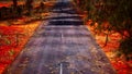 Open road in australia with bush trees