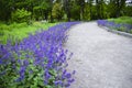 Open road through decorative flower bed with blooming blossoming colorful purple flowers in city park, botanical garden at spring Royalty Free Stock Photo